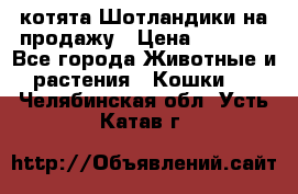 котята Шотландики на продажу › Цена ­ 5 000 - Все города Животные и растения » Кошки   . Челябинская обл.,Усть-Катав г.